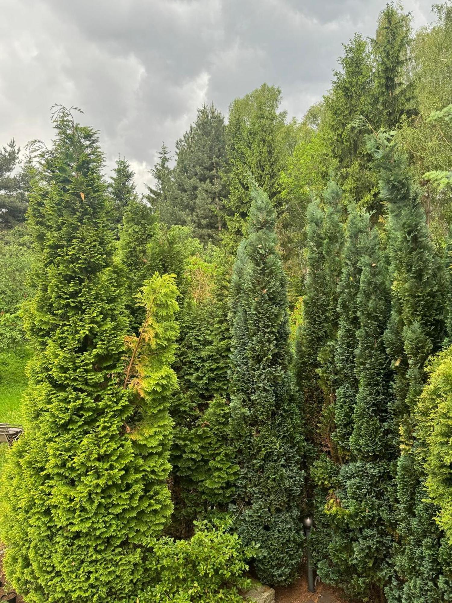 Zielony Zakatek Piechowice  Habitación foto